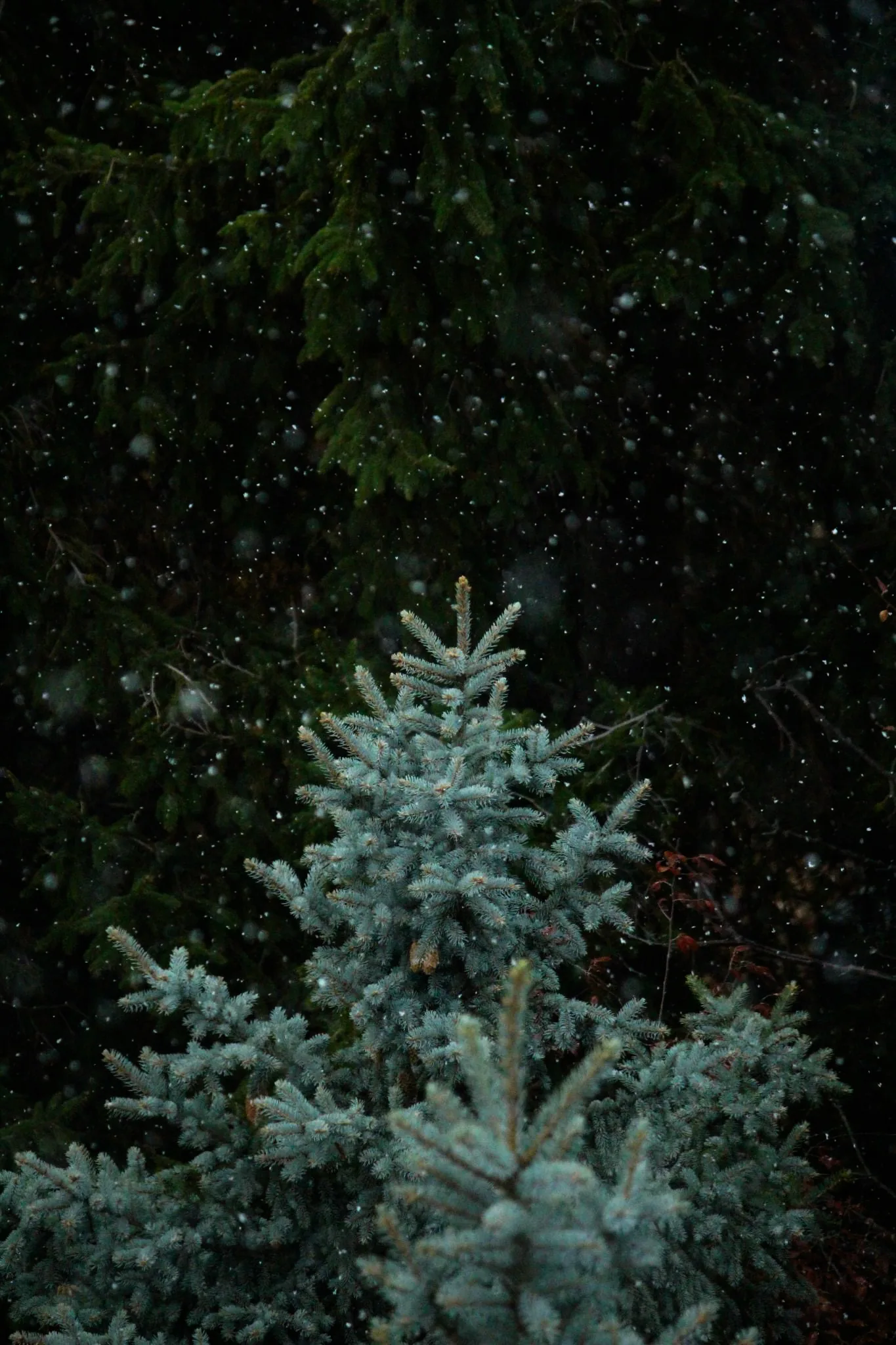 Snowfall In Indianapolis